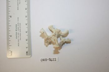 Media type: image;   Invertebrate Zoology CNID-5622 Description: Live specimen.;